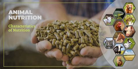 animal nutrition philippines|Master in Animal Nutrition – Institute of Animal Science.